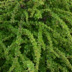 Berberys Thunberga ’Green Carpet’