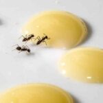 Trutka na mrówki z udziałem boraksu