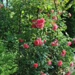 róże pnące - climbers - ROSARIUM UETERSEN