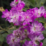 róże pnące - ramblers - ’Veilchenblau’