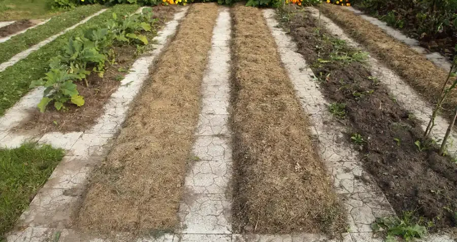 Jak zadbać o glebę jesienią - gleba na grządkach ze ściółką organiczną