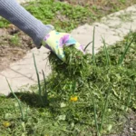 Jak zadbać o glebę jesienią - ściółka z chwastów w roślinach pozostawionych na zimę