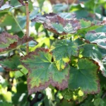 źródło zakażeń roślin - antraknoza - opadzina liści porzeczki