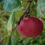 Jabłonie - odmiana Rajka