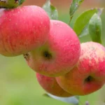Jabłonie - odmiana Topaz