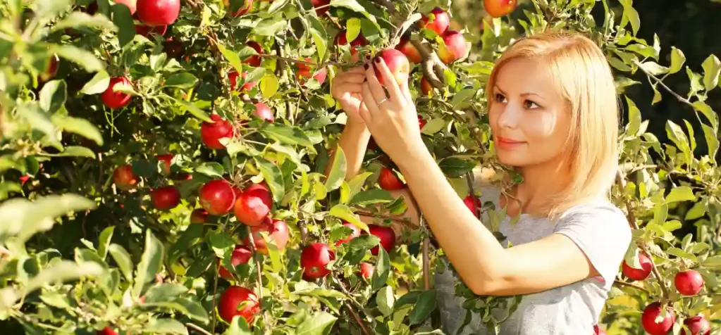Jabłonie - wybór i sadzenie