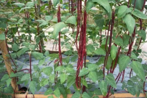 warzywa egzotyczne - fasolnik -Odmiana Red Noodle