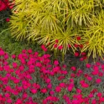 Rośliny słabo zimujące - Sośnica japońska ’Aurea’ i goździki kropkowane