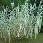 Rośliny słabo zimujące - Lasecznica trzcinowata ’Variegata’