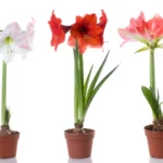 Doniczkowe kwiaty cebulowe - hipeastrum ’Pink Surprise’, ’Red Lion’ i ’Faro’