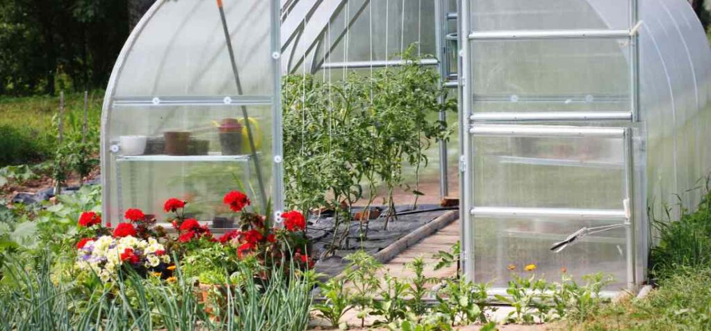 Uprawa warzyw pod osłonami - optymalna konstrukcja to 18m2