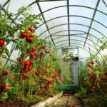 Uprawa warzyw pod osłonami - pomidory pod szkłem
