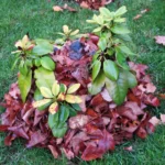 Zimowe zabezpieczenie roślin - opadłe liście