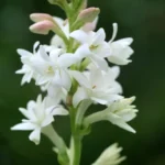 Doniczkowe kwiaty cebulowe - Tuberoza wonna ’The Pearl’