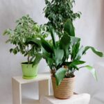 Domowe rośliny doniczkowe - aspidistra z figowcami beniamińskimi
