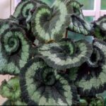 Domowe rośliny doniczkowe - Begonia królewska ’Escargot’
