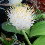 Doniczkowe kwiaty cebulowe - Krasnokwiat bladokwiatowy