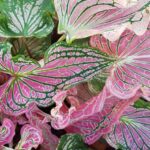 Domowe rośliny doniczkowe - Kaladium dwubarwne