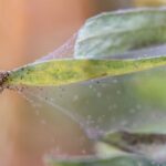 fikus benjamina - pajęczyna świadczy o obecności przędziorków