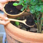 Domowe sposoby na rośliny doniczkowe - fusy z kawy
