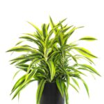 Rośliny doniczkowe oczyszczające powietrze - dracena deremeńska ’Warneckii’