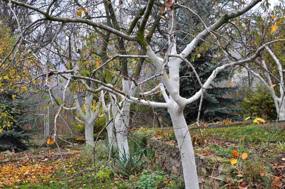 Kiedy bieli się drzewa - najlepiej już na przełomie listopada i grudnia