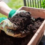 Naturalne użyźniacze gleby - kompost
