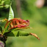 Kędzierzawość liści brzoskwini - wczesne objawy
