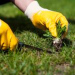 zaniedbany ogród - teren trzeba oczyścić z chwastów i roślin po zimie