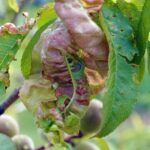 Kędzierzawość liści brzoskwini - objawy silnego porażenia