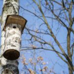 Budki lęgowe dla ptaków z brzozy - sposób na ich maskowanie