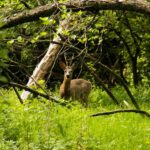 co zrobić gdy spotkamy dzikie zwierzęta w lesie? jeleń