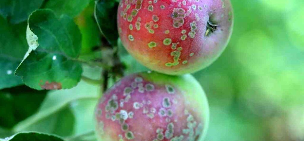 Parch jabłoni - objawy i zwalczanie