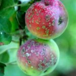 Parch jabłoni - objawy i zwalczanie