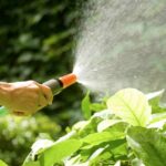 wiosenne przymrozki - zraszanie wodą to sposób na ratowanie roślin