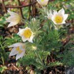 Wiosenne rabaty kwiatowe - Sasanka zwyczajna ’White’