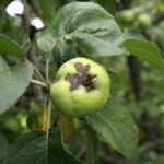 Parch jabłoni - zwalczanie