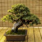jak stworzyć bonsai?