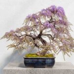 jak stworzyć bonsai?
