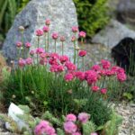 Małe alpinarium w ogrodzie i różowe kwiaty