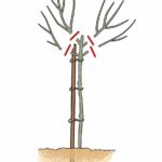 Formowanie krzewu piennego