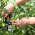 zwalczanie szkodników - pędy i liście pomidorów
