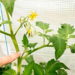 zwalczanie szkodników - liście pomidorów i pedy przycinane podczas pielęgnacji