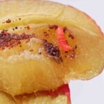 opaski na drzewa - gąsienica owocówki śliwkóweczki