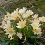 Rośliny na skalniak - Lewisia tweedyi