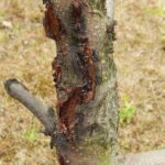 Wycieki żywicy z drzew owocowych - rak bakteryjny
