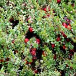 Rośliny jagodowe - ŻURAWINA ‘Pilgrim’