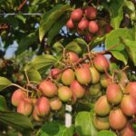 Rośliny jagodowe - AKTINIDIA OSTROLISTNA ‘Ananasnaja’