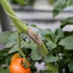 Szara pleśń na pędach pomidora
