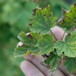 porzeczka czarna uprawa - antraknoza liści